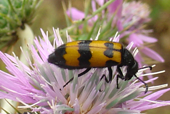 Meloidae:  Mylabris variabilis